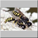 Ectemnius lapidarius - Grabwespe 01b 9-11mm Paarung Teverener Heide.jpg